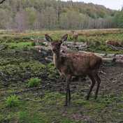 Rehe in Rheinsberg